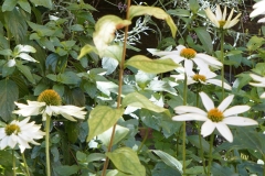 Marguerites