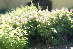 Massif de fleurs